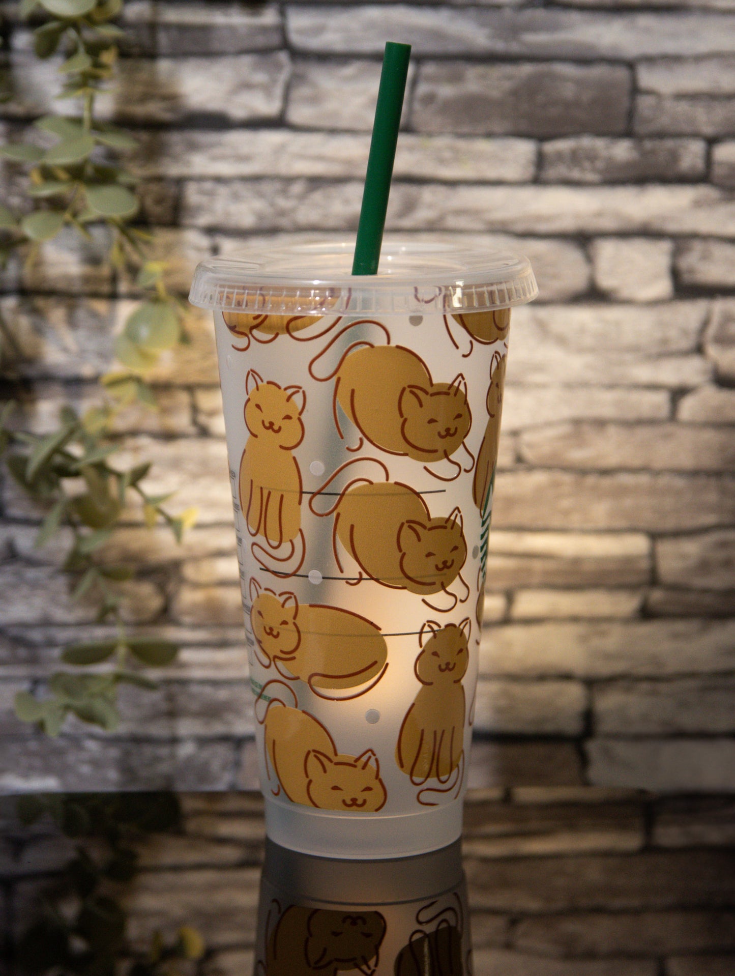 Cats | Venti